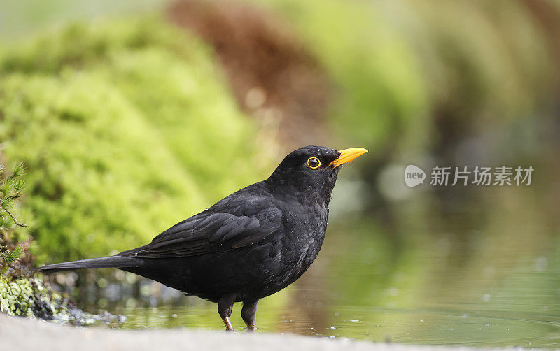 黑鹂(Turdus merula)雄性饮酒